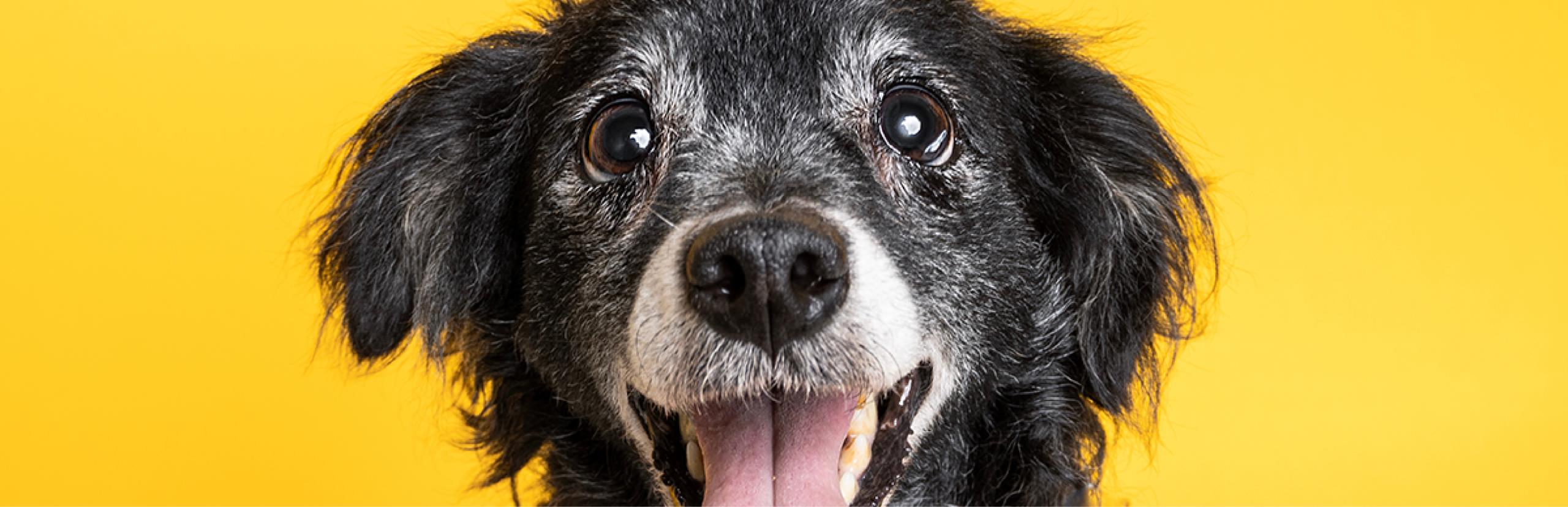 nariz seca en perros causas